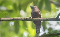 Eurylaimus javanicus