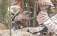 Pellorneum capistratum