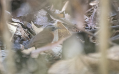 Pellorneum capistratum