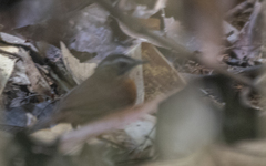 Pellorneum capistratum