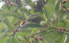 Psilopogon mystacophanos