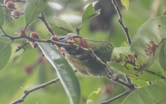 Psilopogon mystacophanos