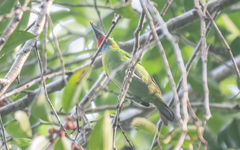 Psilopogon mystacophanos