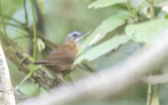 Pellorneum capistratum