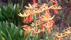 Crocosmia aurea aurea