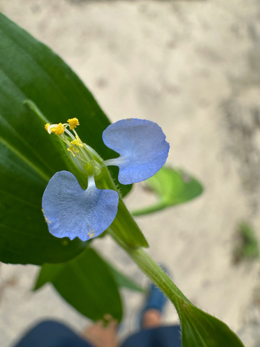 Commelina petersii (Commelina petersii)