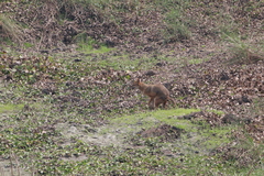 Canis aureus indicus