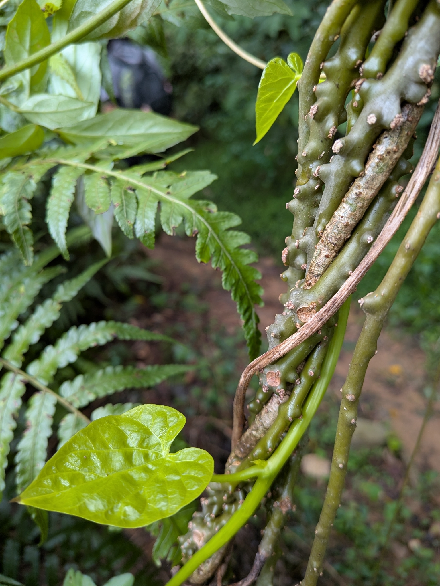 Imagem de Tinospora crispa