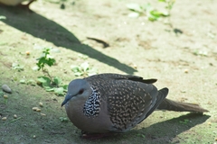 Streptopelia chinensis