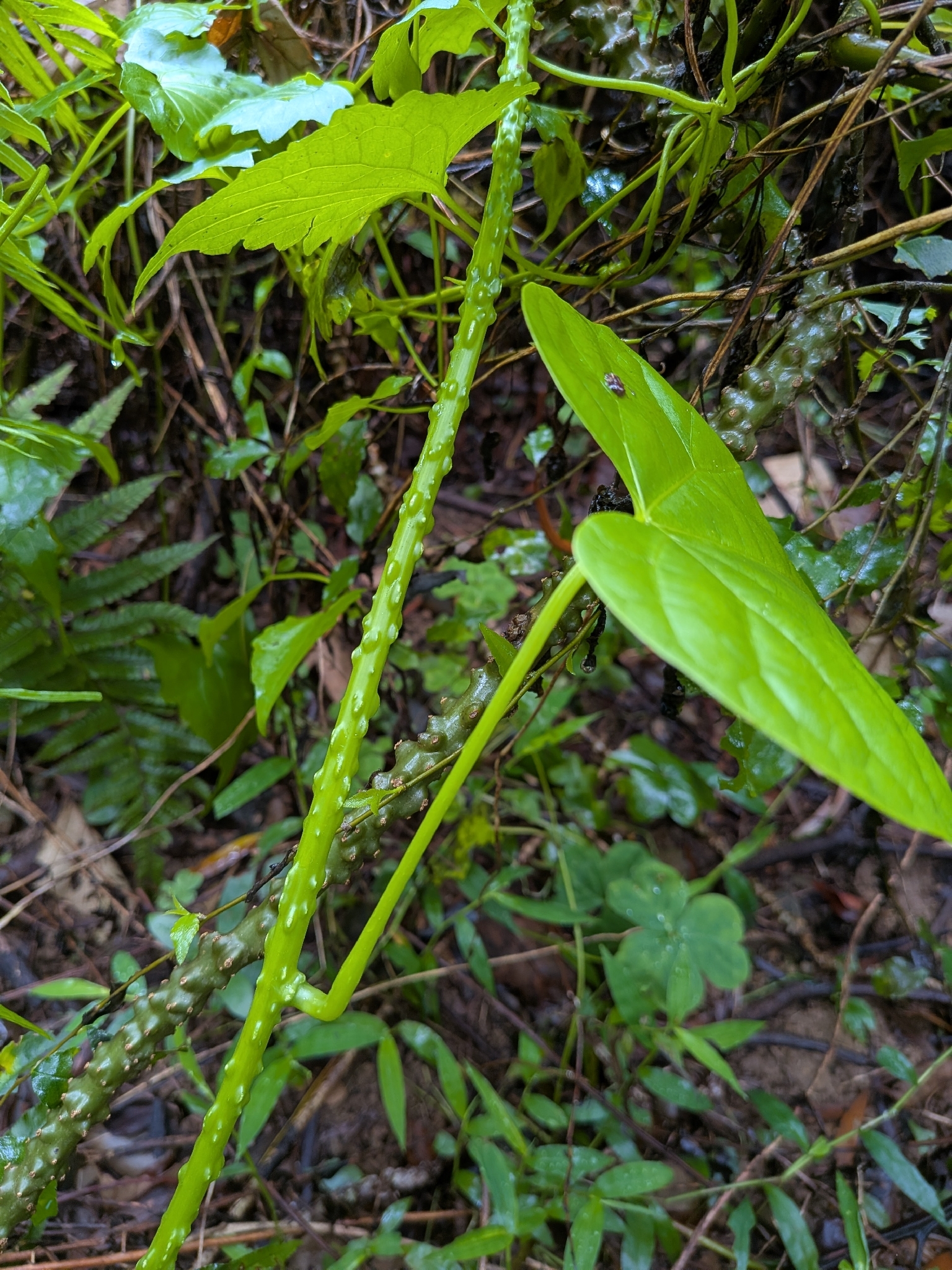 Imagem de Tinospora crispa