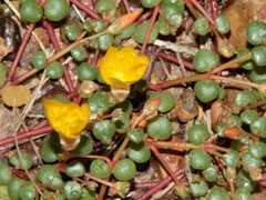 Portulaca bicolor