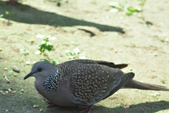 Streptopelia chinensis