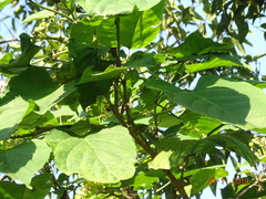 Clerodendrum glandulosum