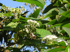Clerodendrum glandulosum