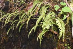 Osmolindsaea odorata