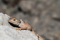 Pseudotrapelus jensvindumi