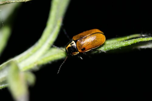 Cryptocephalus variegatus