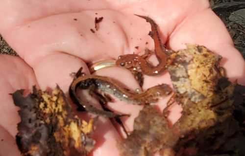 Eastern Red-backed Salamander