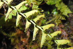 Osmolindsaea odorata