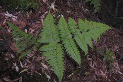 Dryopteris paleolata