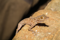 Ptyodactylus