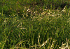 Hordeum spontaneum