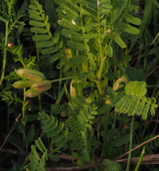 Astragalus boeticus