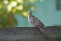 Streptopelia chinensis