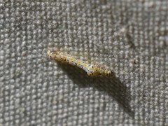 Episemasia