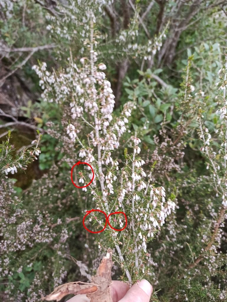 Myricomyia mediterranea