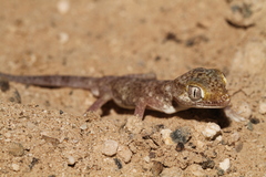 Stenodactylus leptocosymbotes
