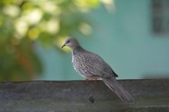 Streptopelia chinensis