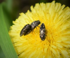 Acmaeodera neglecta neoneglecta