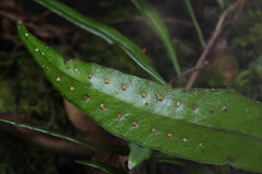 Lemmaphyllum diversum