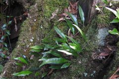 Lemmaphyllum diversum