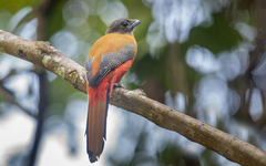 Harpactes duvaucelii