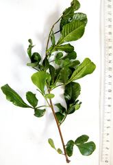 Searsia laevigata