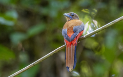 Harpactes duvaucelii