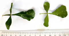 Searsia laevigata