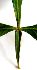 Searsia laevigata