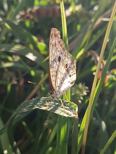 White Peacock