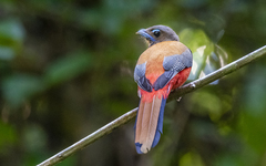 Harpactes duvaucelii