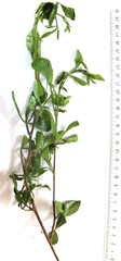 Searsia laevigata