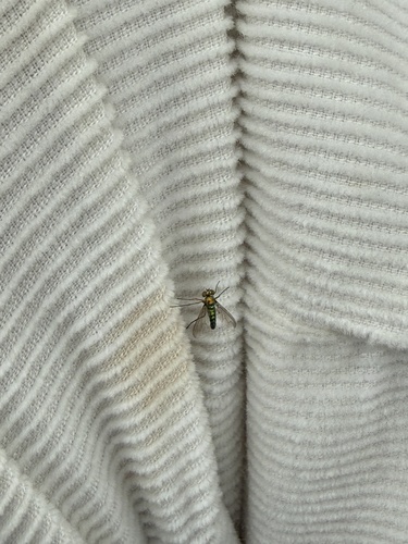 Chrysosoma globiferum
