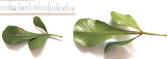 Searsia laevigata