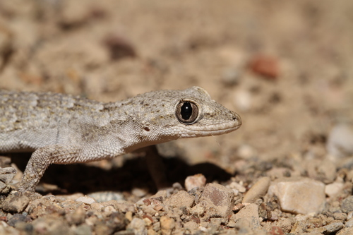 Mediterranean Thin-toed Gecko, photo 2 of 10