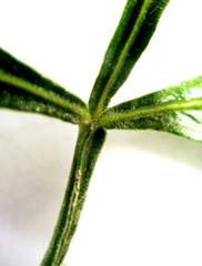 Searsia laevigata