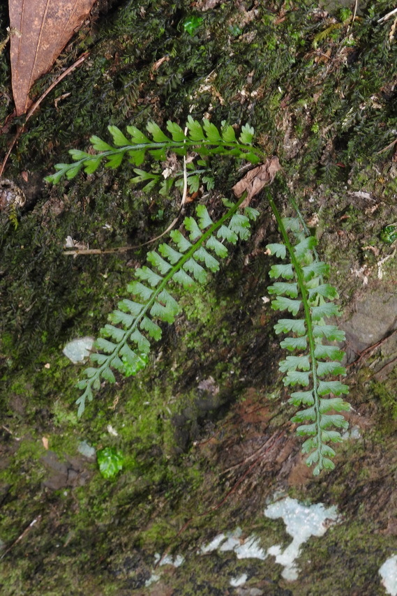 Asplenium gueinzianum (Asplenium gueinzianum)