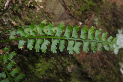Asplenium gueinzianum