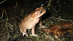 Ingerophrynus celebensis